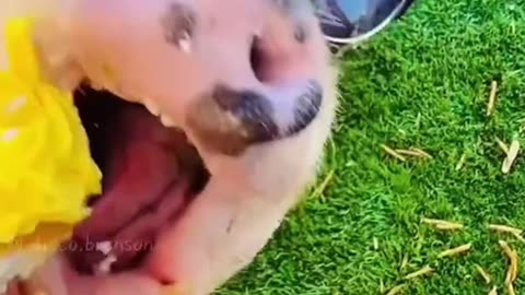 Everybody needs a pet pig