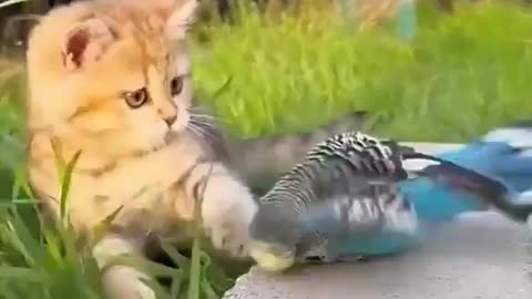 Cat fight
