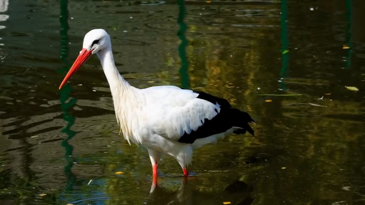 Stork, bird, plumage