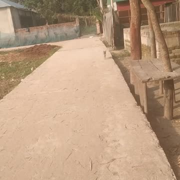 Watch the cat's funny running.