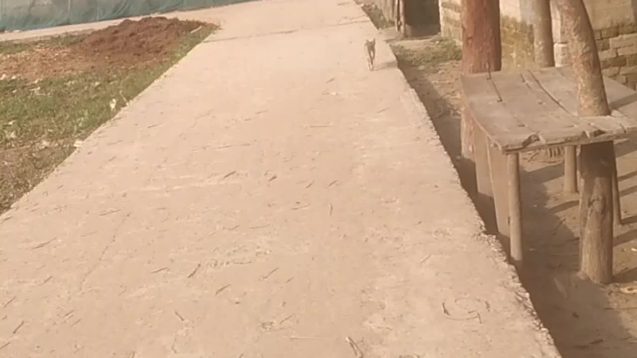 Watch the cat's funny running.