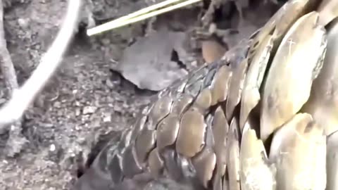 The POWER of the PANGOLIN