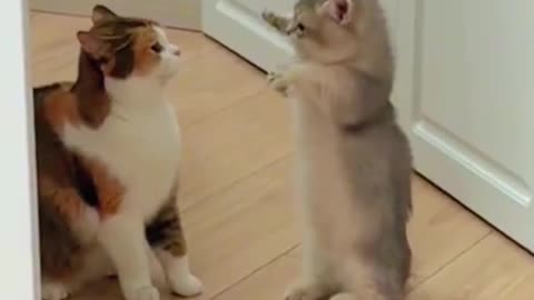 Littels Dog's Comedy Videos 🤣 so cute videos 😍 funny videos 🤣 so much for watching videos 😍