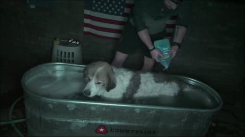 Bathing my Dogs | A RumblePremium Story