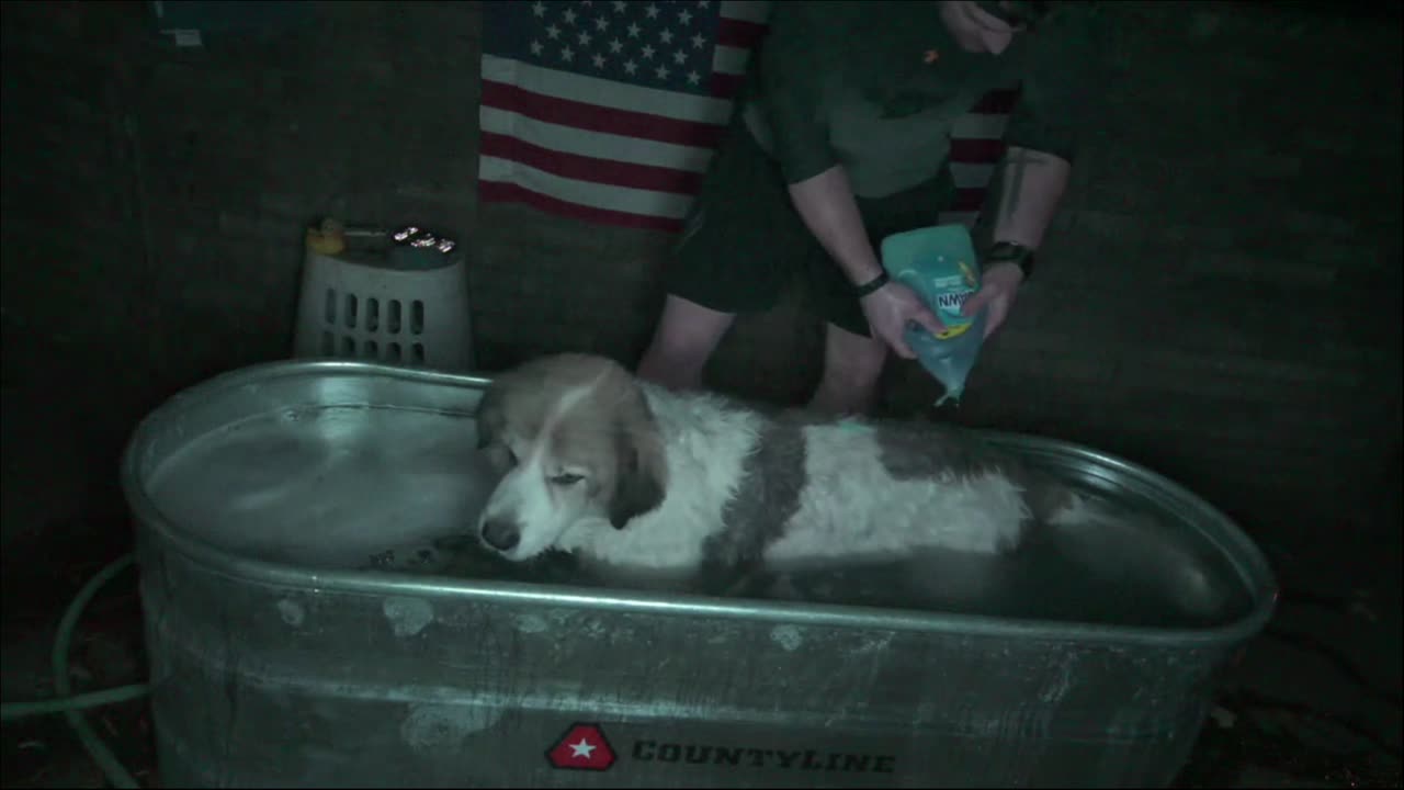 Bathing my Dogs | A RumblePremium Story