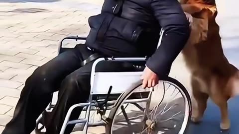 “🐶❤️ Helpful Dogs Being Heroes – Heartwarming Moments You Must See!”