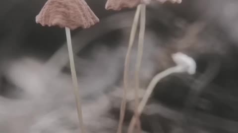 Natural short video