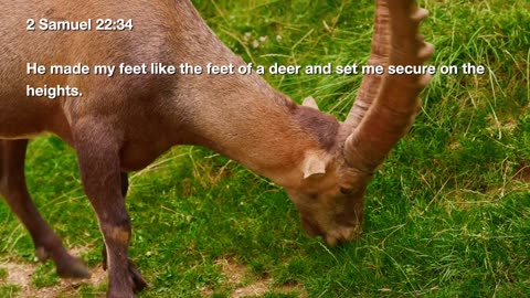 Tefillah_S04E01 (Animals)
