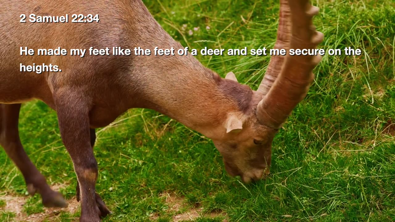 Tefillah_S04E01 (Animals)