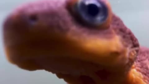 These rough-skinned newts look like a baby Godzilla