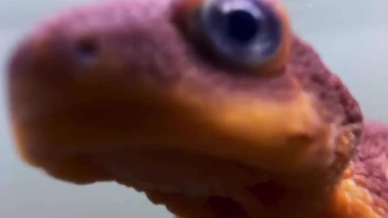 These rough-skinned newts look like a baby Godzilla