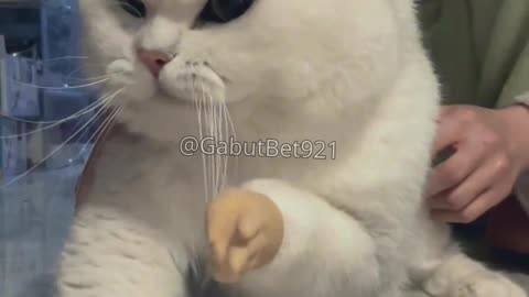 funny cat