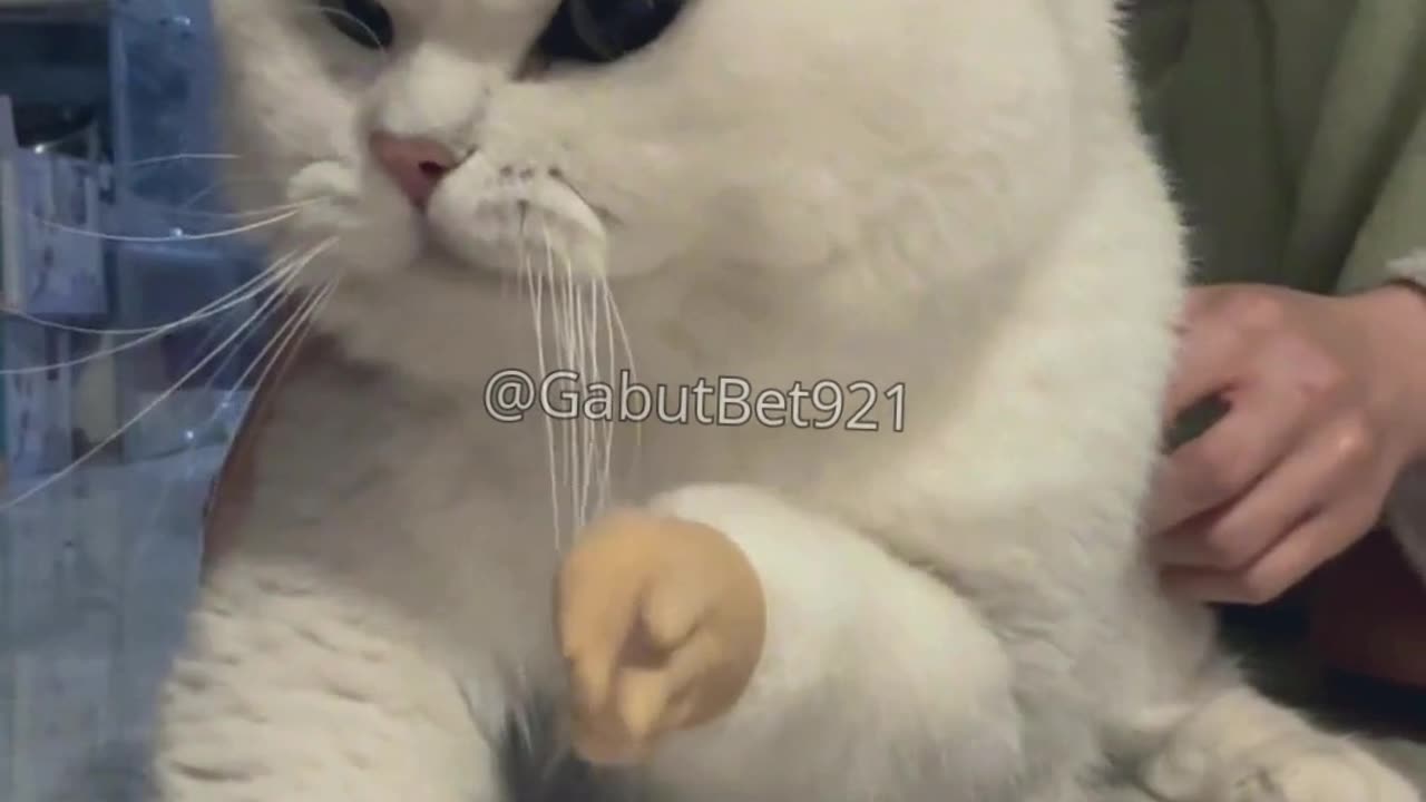 funny cat