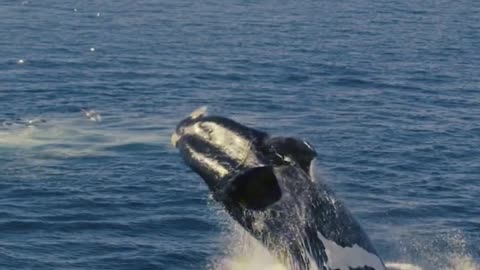 Whale, Hello There! 🌊🐋 | Sounds of Nature