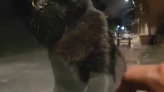 😂🐱 You Won't Believe These Cats' Survival Skills! | FunFM