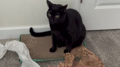 Cute Precious Piper Plays with Packing Material - My Adopted Shelter Cat Vlog