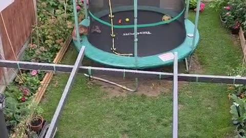Fox Playing on Our Trampoline