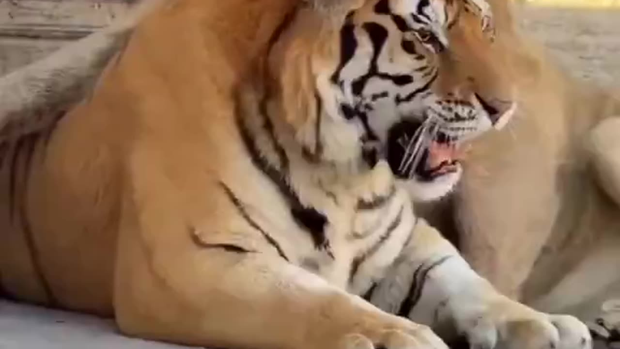 Odd Couple
