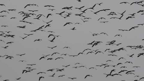 Just a few Snow Geese