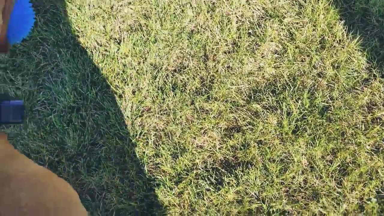 Relaxing Game Of Fetch