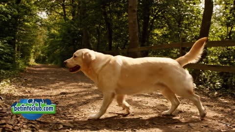 Labrador retriever GEEKS: Check this out