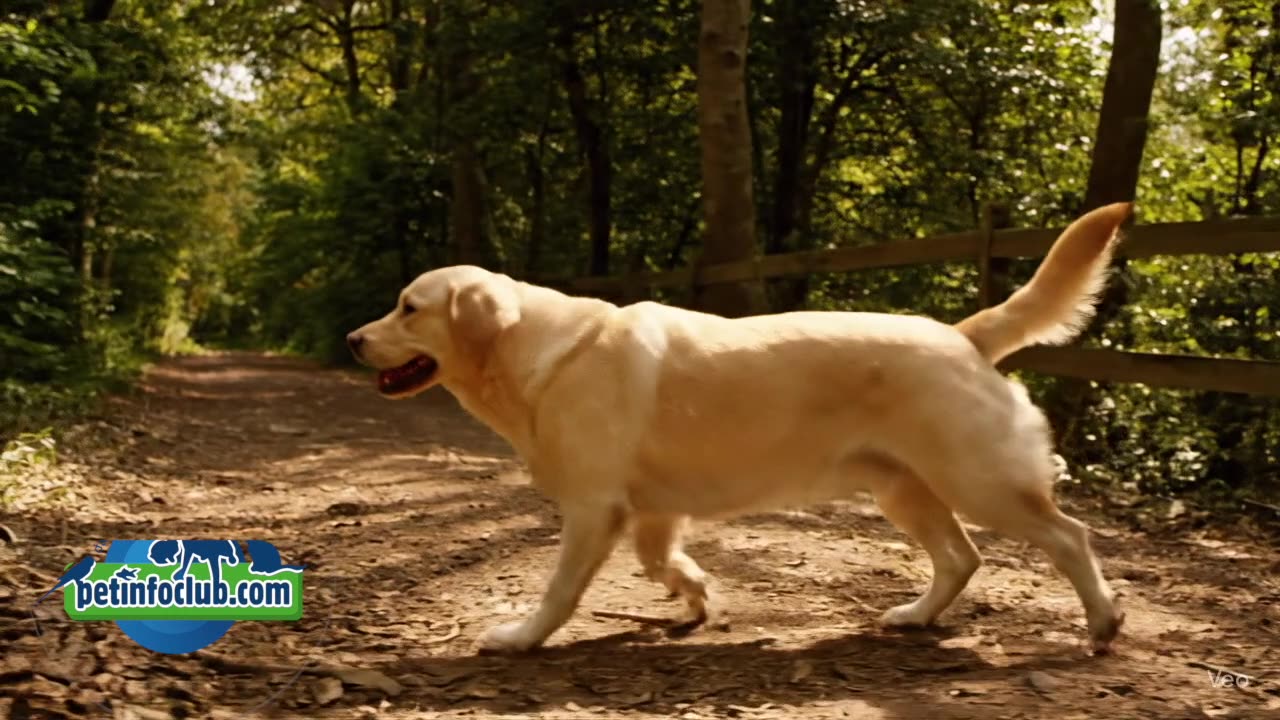 Labrador retriever GEEKS: Check this out