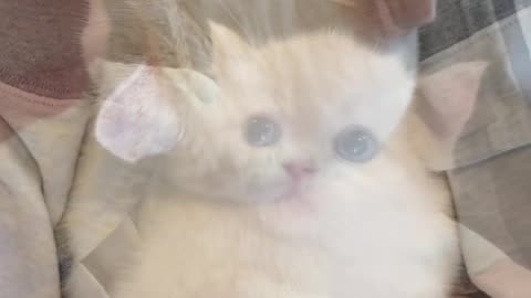 The cutest person at @te is here to see #Healing Kitten