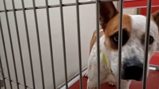Erebus 2y A877415 kennel 127 PACC shelter he felt jumpy, cool but wants 2 go 4 doggie walk2025102731