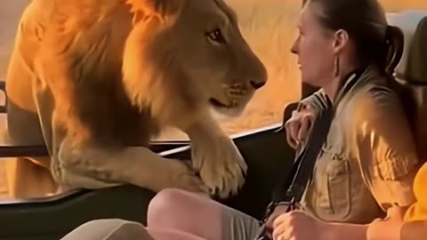 Which cost more to keep as a pet a tiger or lion