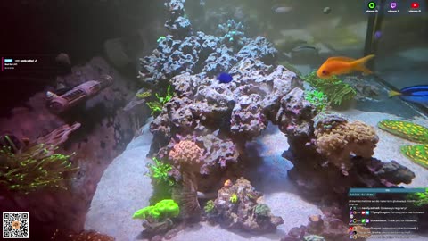 24/7 Real Live Reef Stream