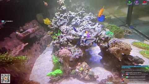 24/7 Real Live Reef Stream