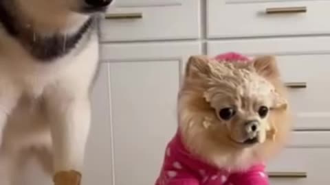Funny 😂 video of dogs and cats 🐈 😄