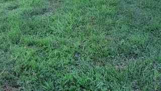 hen