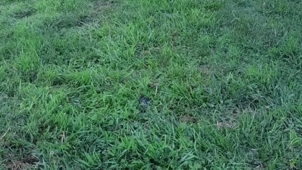 hen