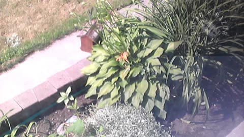 Butch the Sunflower