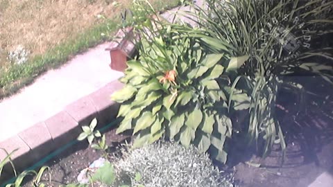 Butch the Sunflower