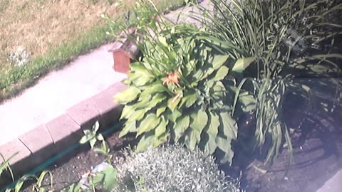 Butch the Sunflower