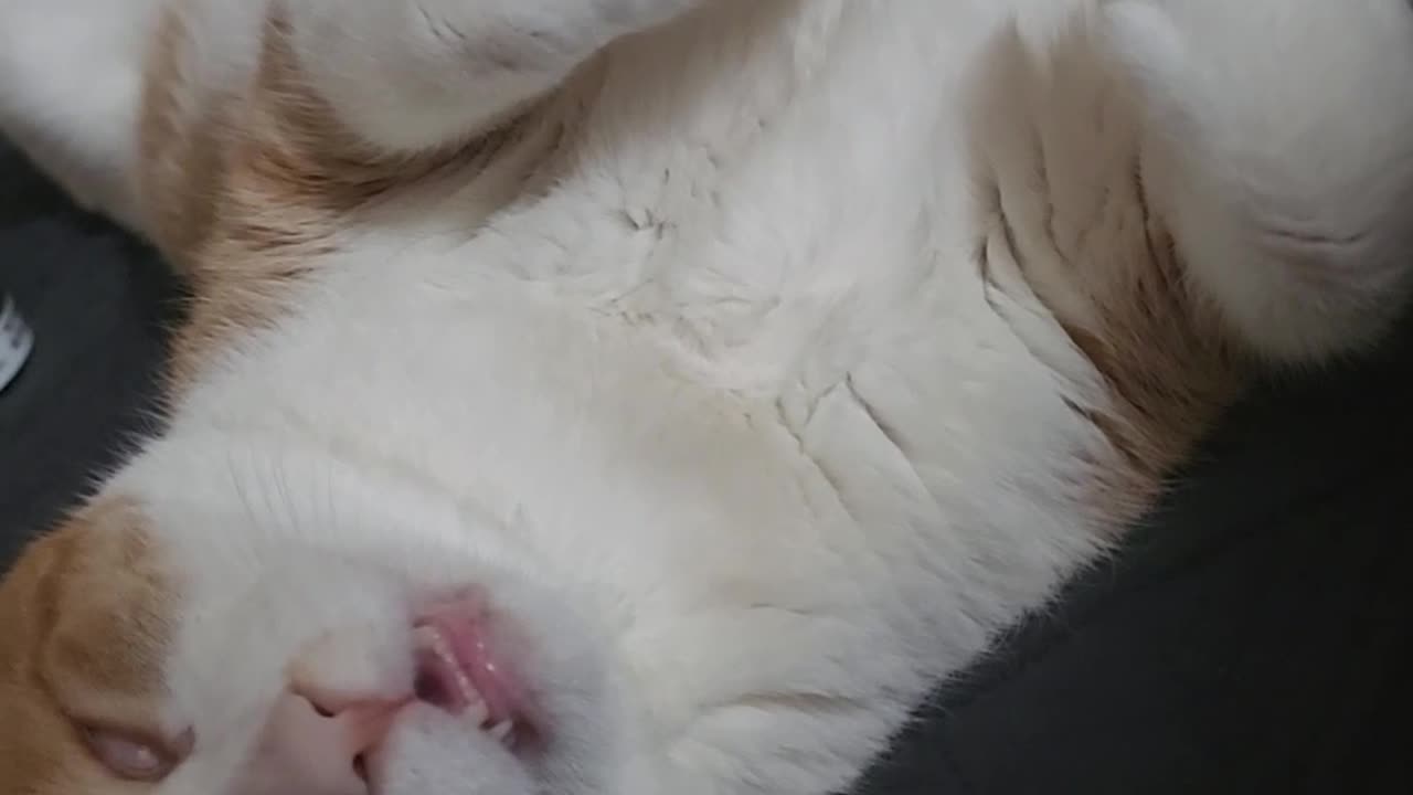 Cat in a Deep Sleep
