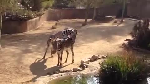 Zebra Mating