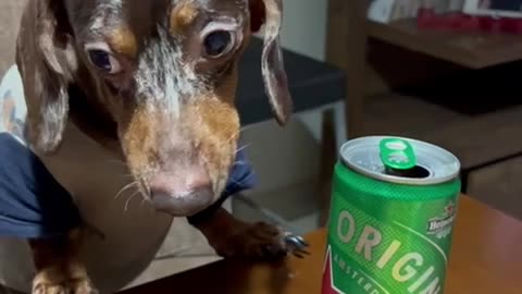 Growling Beer Security Activated
