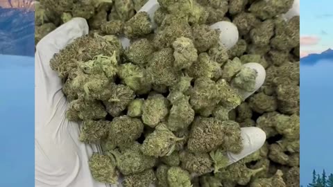 Super Silver Haze THCa Flower | Sativa | Skunky Citrus | Uplifting, Energetic | Bulk & White Label
