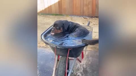 😂 "Try Not to Laugh! 😅 | Funniest Animal Videos Compilation 🐾🤣