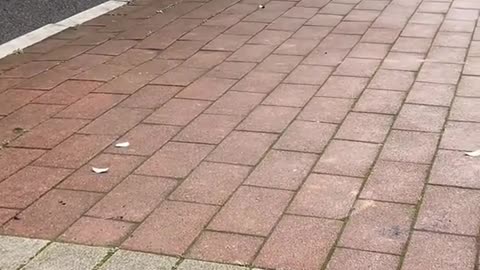 DOG'S LEGEND: PAW OF FURY