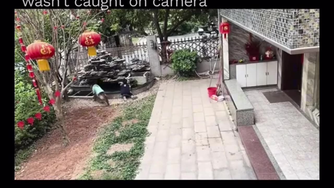 Amazing dog