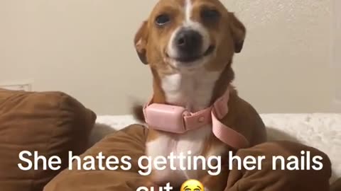 “When You Try to Trim Your Dog’s Nails… 😂🐾✂️”