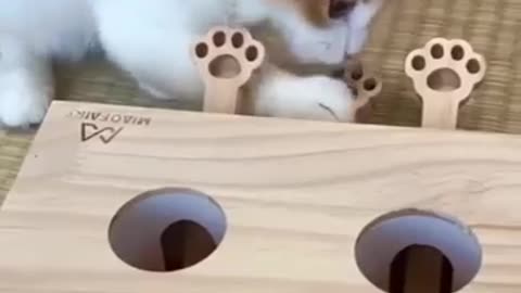 The cat is a hunter!!!😂