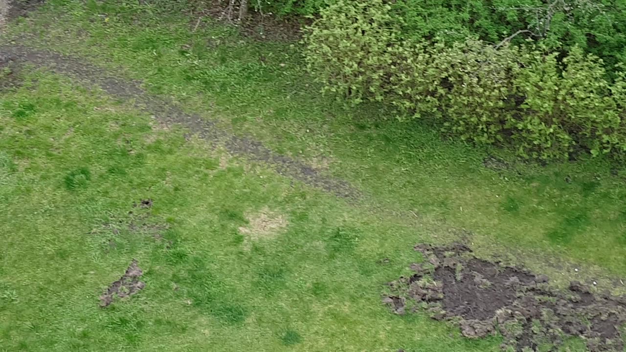 Tereny zielone poryte przez dziki