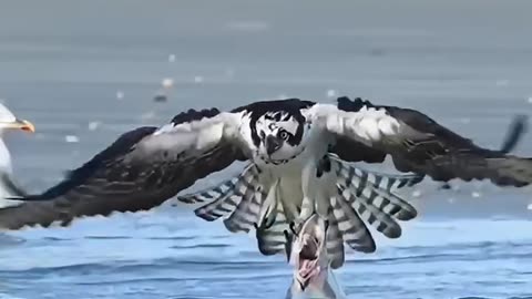 The animal moment #eagle #freedom