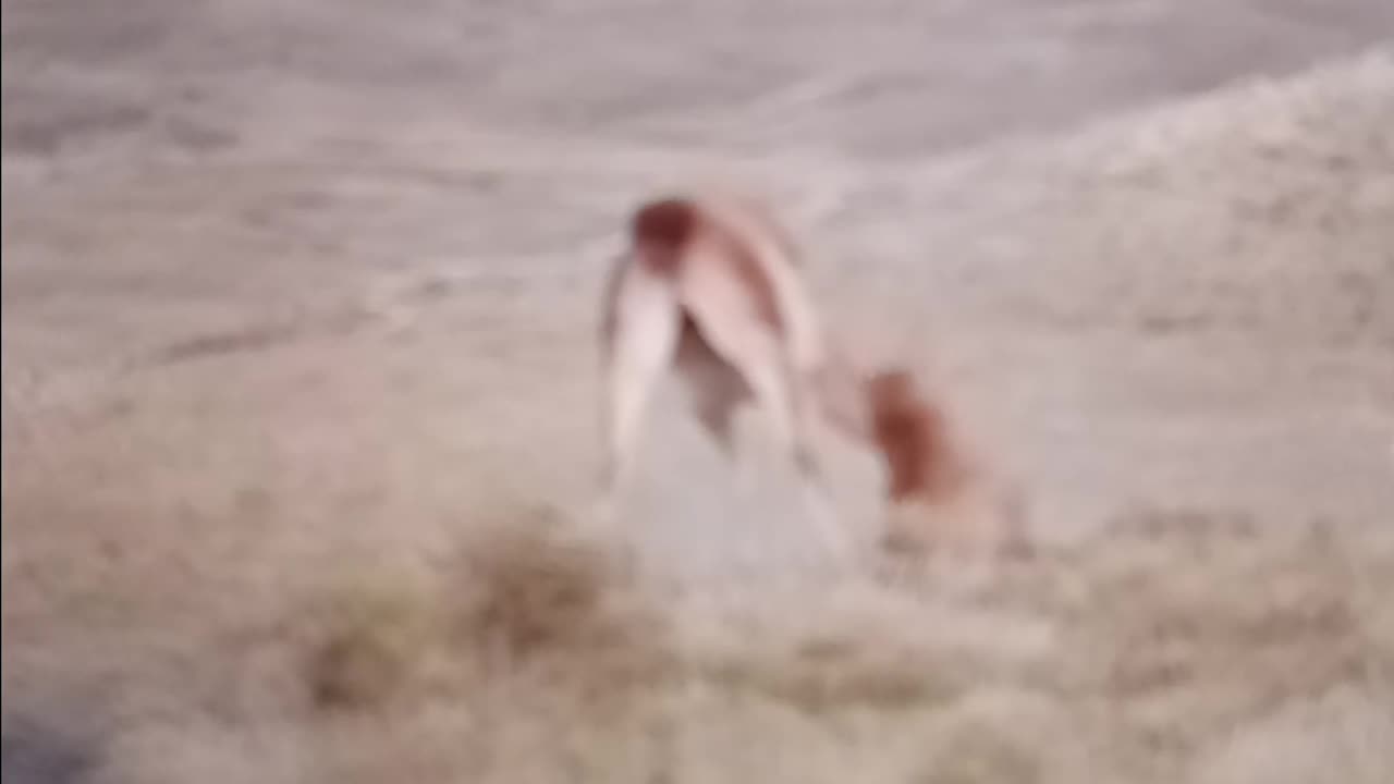 Cougar gets a hard earned meal