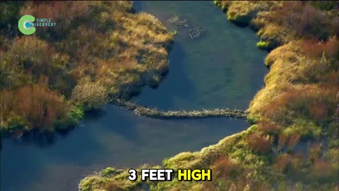 They Put Beavers on Dry Barren Land with No Trees – What Happened Next was Amazing!